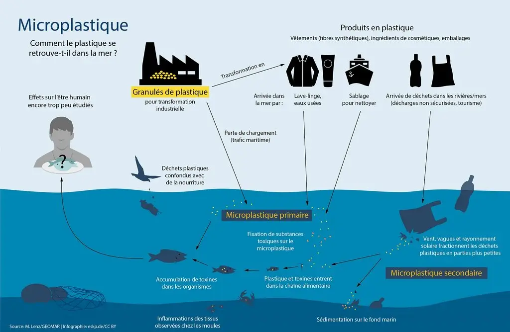 Infographie Simply Science : Impact des microplastiques sur la chaîne alimentaire marine et l'écosystème